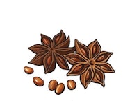 an illustration of a star anise and seeds on a white background