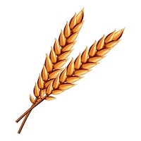 two ears of wheat on a white background