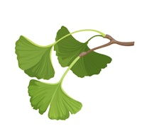 a ginkgo leaf on a branch