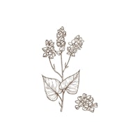 a hand drawn illustration of a lilac flower