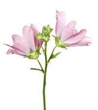 two pink flowers on a stem against a white background