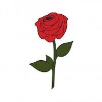 a red rose on a white background