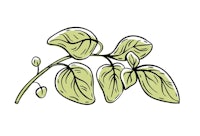 a drawing of a basil plant with leaves on a white background