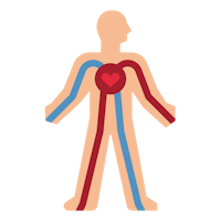 a human body with arteries and veins