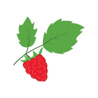 a raspberry with leaves on a white background