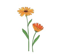 two orange flowers on a white background