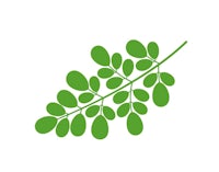 a green leaf on a white background