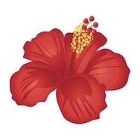 a red hibiscus flower on a white background