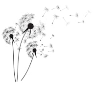 dandelion blowing in the wind vector illustration