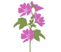 a pink flower with green leaves on a white background